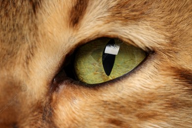 Macro photo of cat with beautiful eyes. Cute pet Photo of Macro photo of cat with beautiful eyes. Cute pet