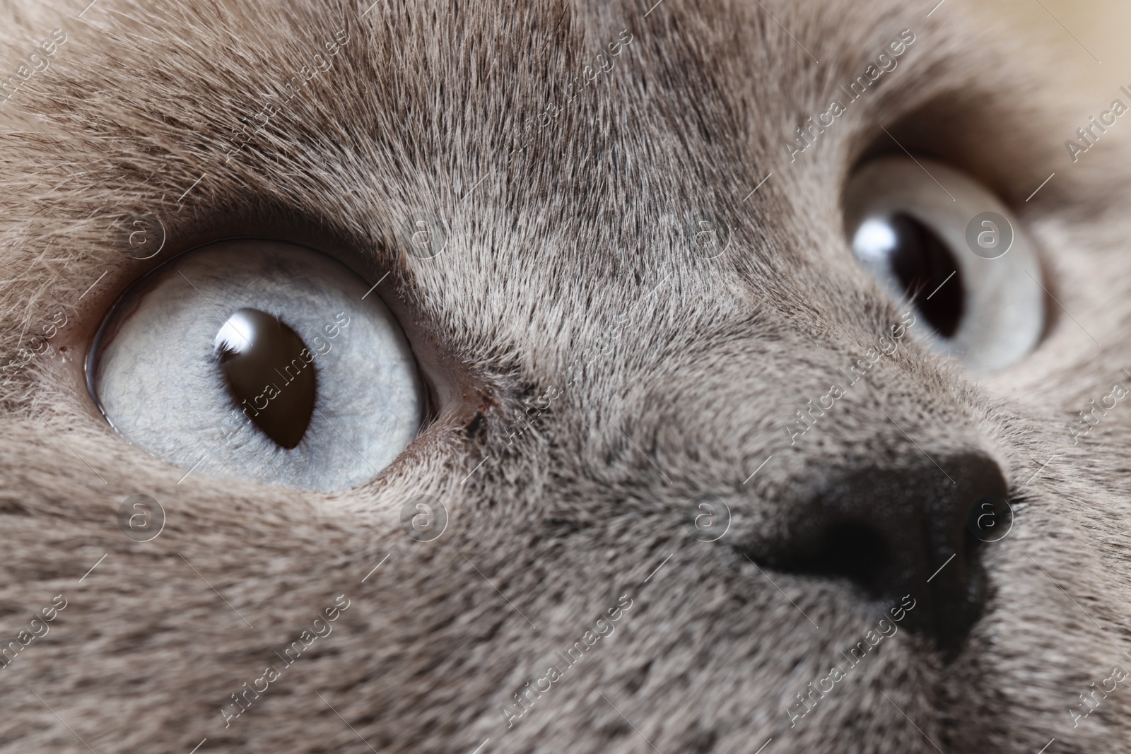 Macro photo of cat with beautiful eyes. Cute pet Photo of Macro photo of cat with beautiful eyes. Cute pet
