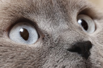 Macro photo of cat with beautiful eyes. Cute pet Photo of Macro photo of cat with beautiful eyes. Cute pet