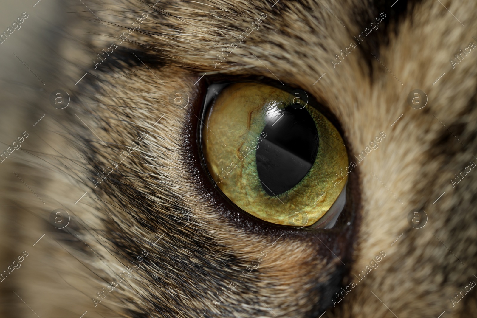 Macro photo of cat with beautiful eyes. Cute pet Photo of Macro photo of cat with beautiful eyes. Cute pet