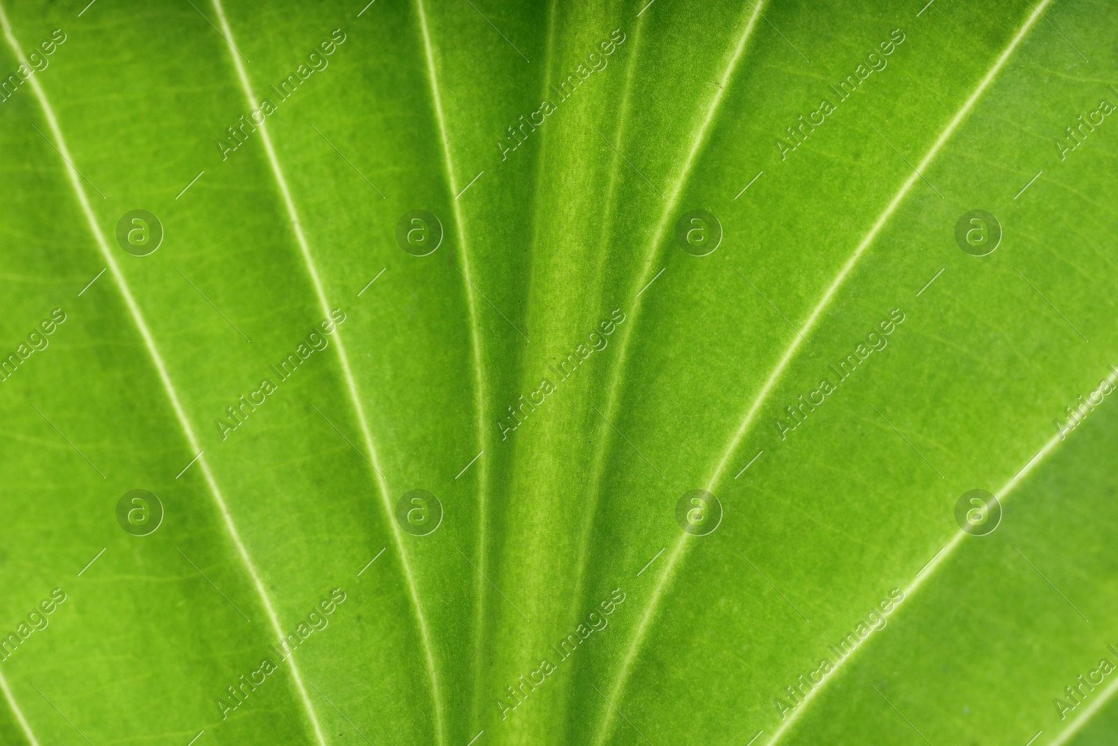 Macro photo of green leaf as background, top view Photo of Macro photo of green leaf as background, top view