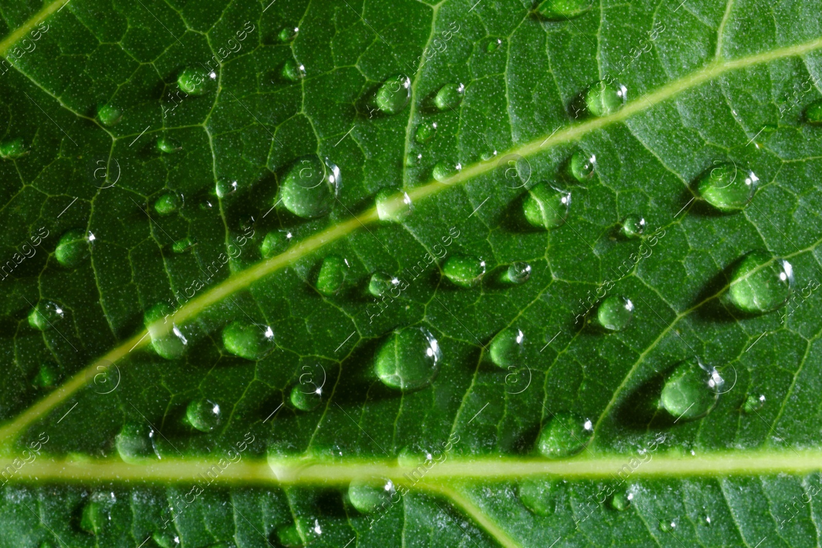 Macro photo of green leaf with water drops as background, top view Photo of Macro photo of green leaf with water drops as background, top view