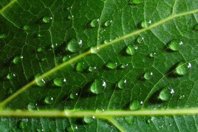 Macro photo of green leaf with water drops as background, top view Photo of Macro photo of green leaf with water drops as background, top view