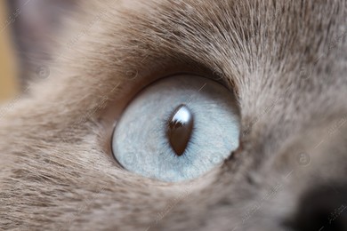 Macro photo of cat with beautiful eyes. Cute pet Photo of Macro photo of cat with beautiful eyes. Cute pet