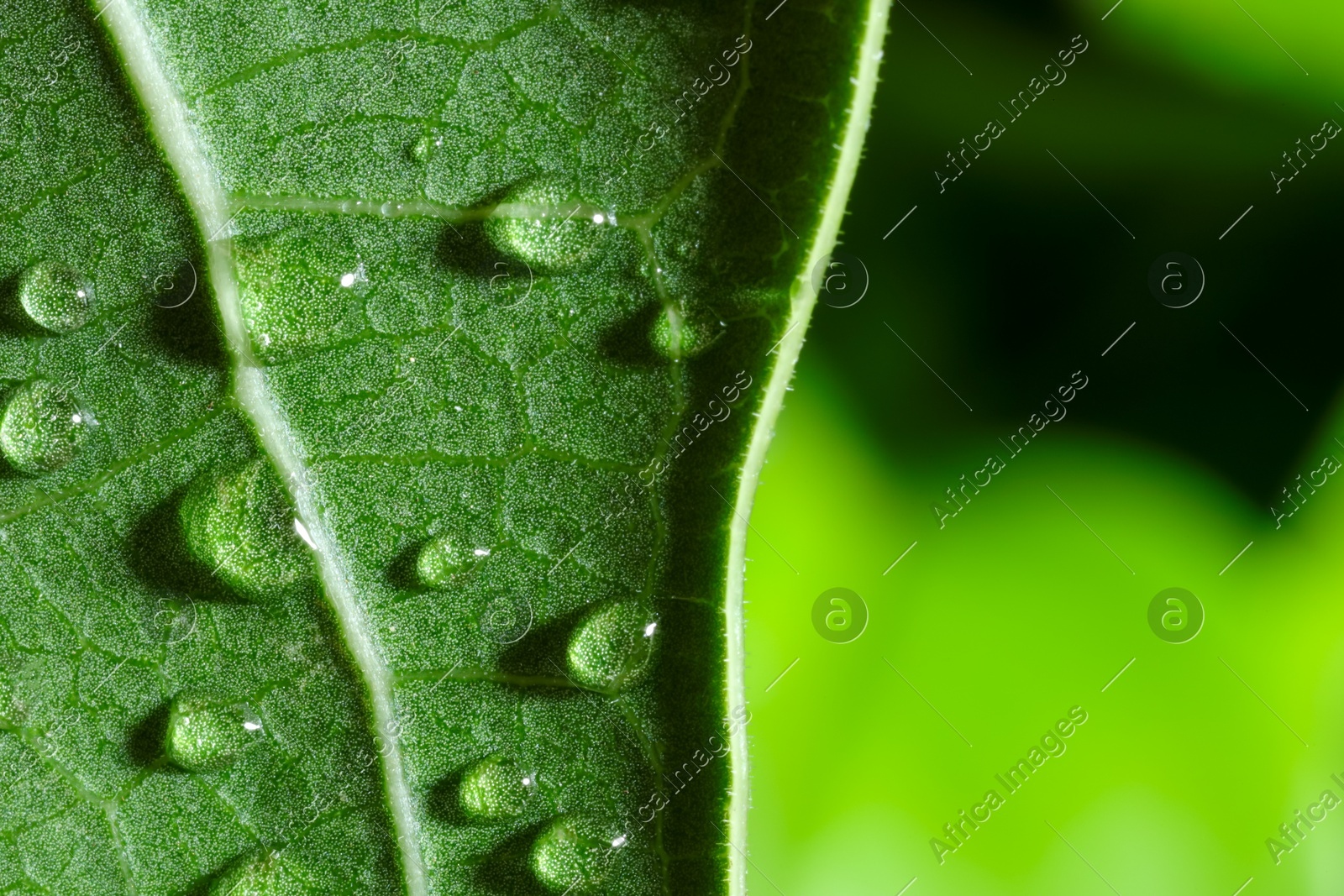 Macro photo of leaf with water drops on blurred green background. Space for text Photo of Macro photo of leaf with water drops on blurred green background. Space for text