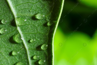 Macro photo of leaf with water drops on blurred green background. Space for text Photo of Macro photo of leaf with water drops on blurred green background. Space for text