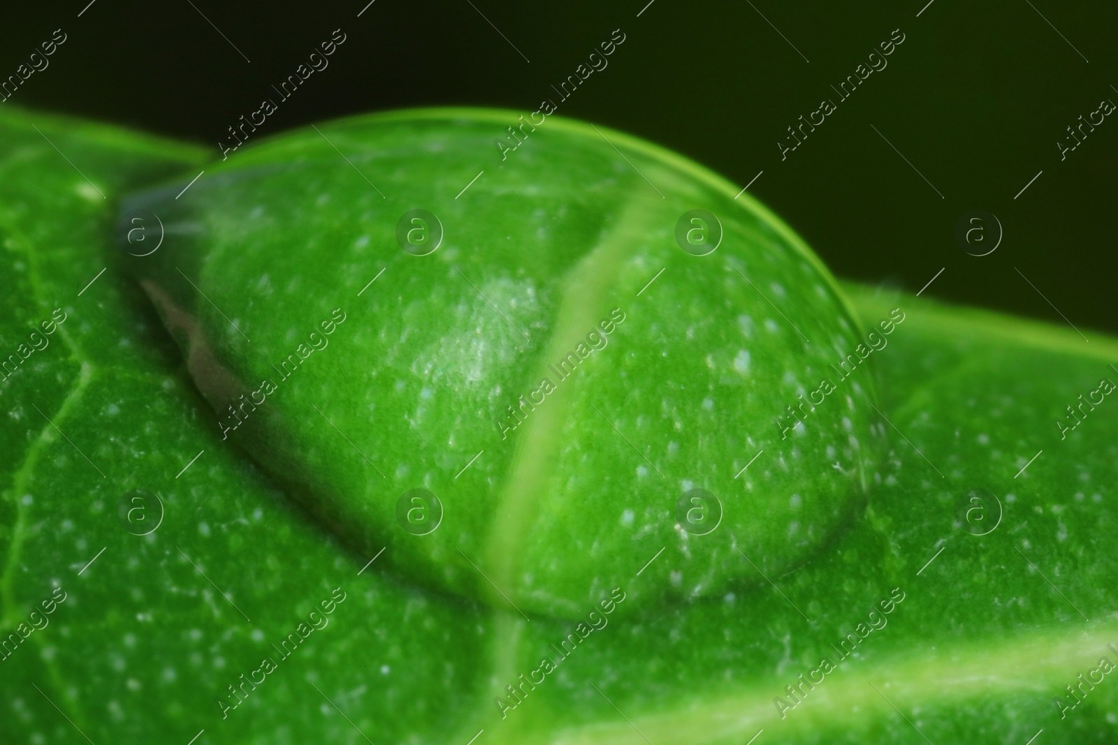 Macro photo of leaf with water drop on blurred green background Photo of Macro photo of leaf with water drop on blurred green background