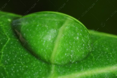 Macro photo of leaf with water drop on blurred green background Photo of Macro photo of leaf with water drop on blurred green background