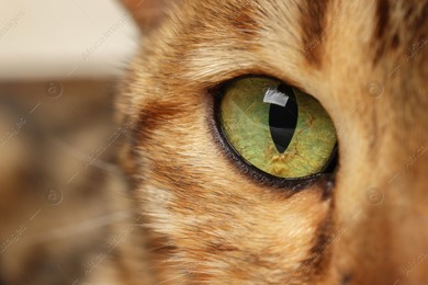 Macro photo of cat with beautiful eyes. Cute pet Photo of Macro photo of cat with beautiful eyes. Cute pet