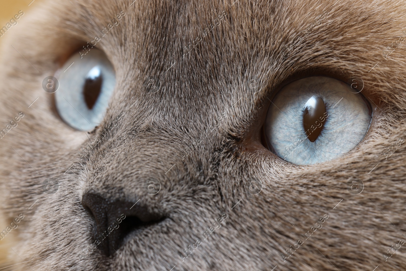 Macro photo of cat with beautiful eyes. Cute pet Photo of Macro photo of cat with beautiful eyes. Cute pet