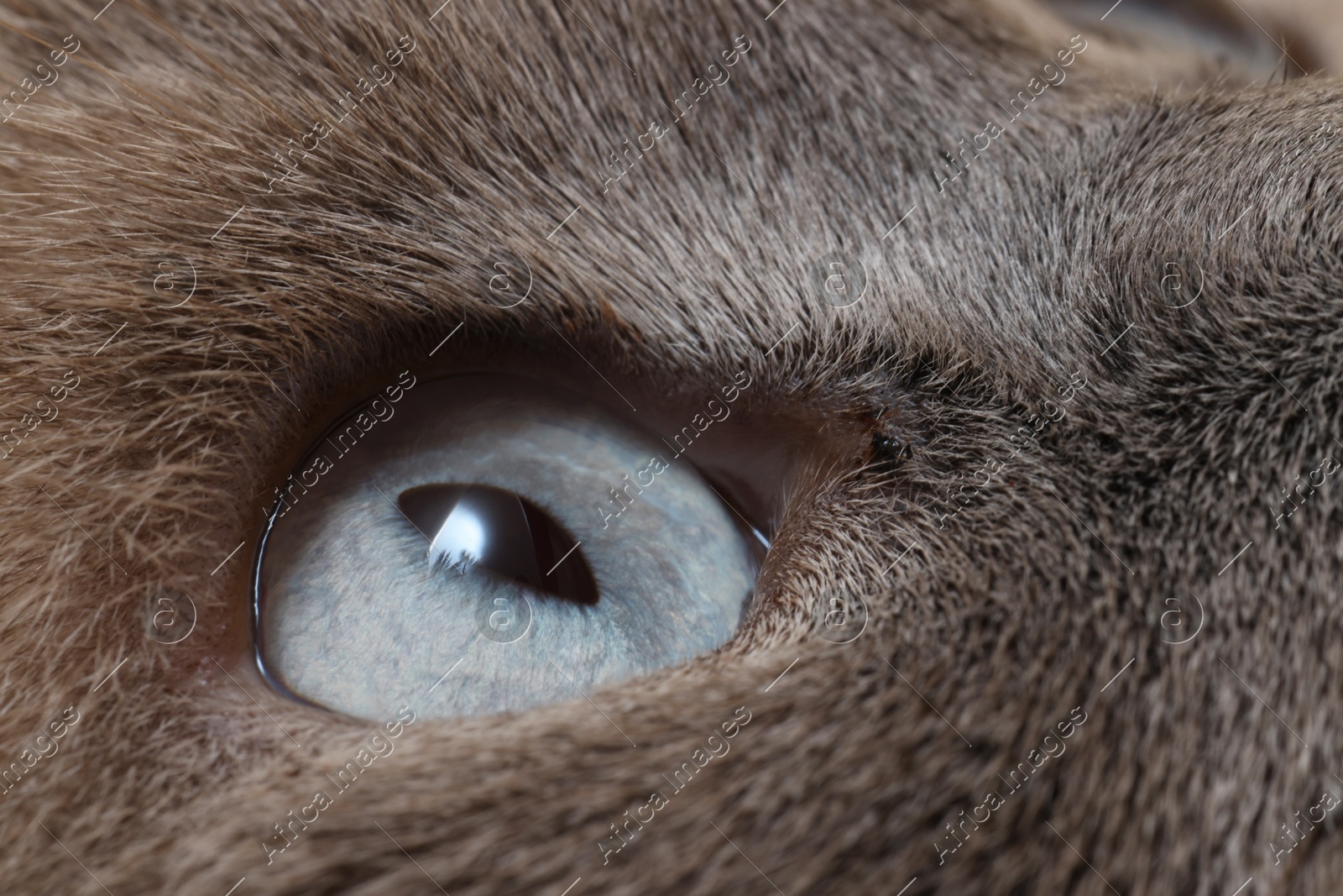 Macro photo of cat with beautiful eyes. Cute pet Photo of Macro photo of cat with beautiful eyes. Cute pet