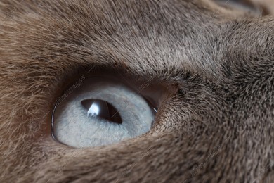 Macro photo of cat with beautiful eyes. Cute pet Photo of Macro photo of cat with beautiful eyes. Cute pet