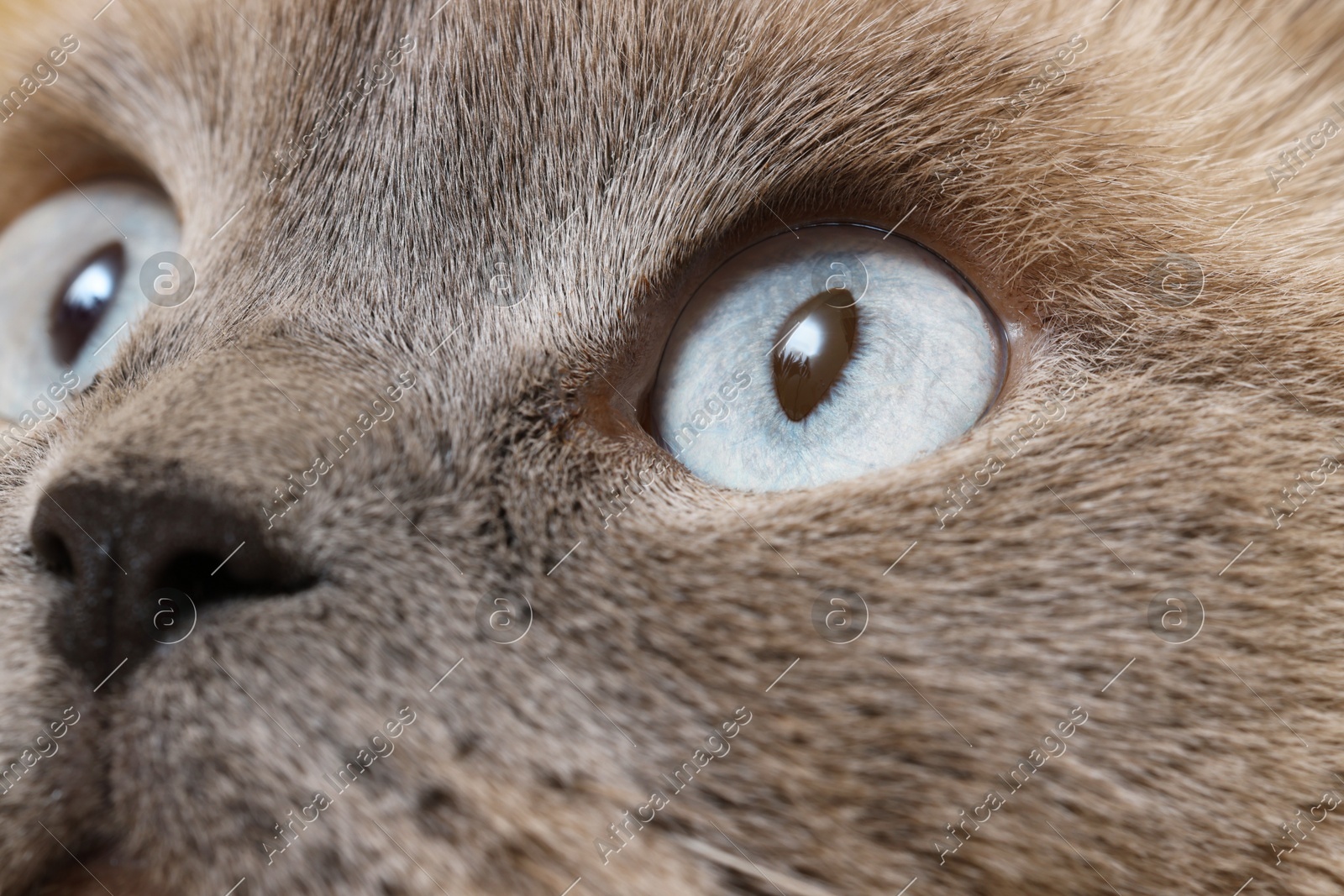 Macro photo of cat with beautiful eyes. Cute pet Photo of Macro photo of cat with beautiful eyes. Cute pet