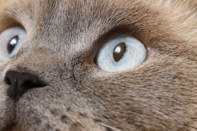 Macro photo of cat with beautiful eyes. Cute pet Photo of Macro photo of cat with beautiful eyes. Cute pet