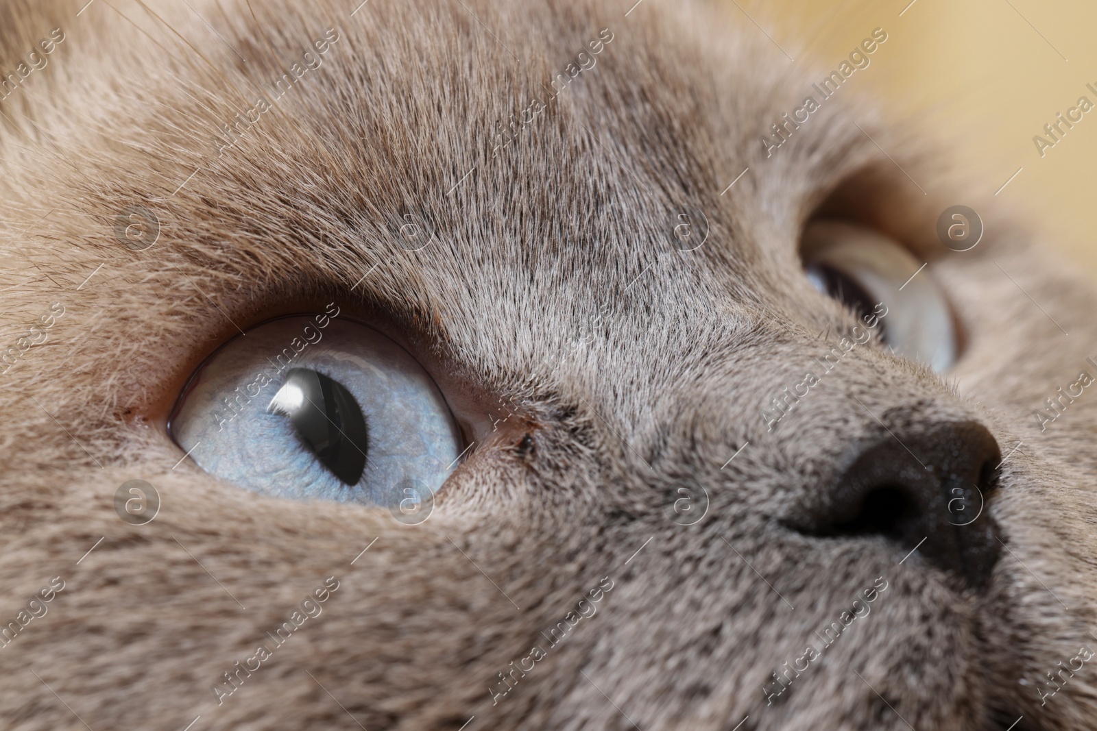 Macro photo of cat with beautiful eyes. Cute pet Photo of Macro photo of cat with beautiful eyes. Cute pet