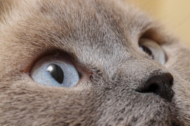 Macro photo of cat with beautiful eyes. Cute pet Photo of Macro photo of cat with beautiful eyes. Cute pet