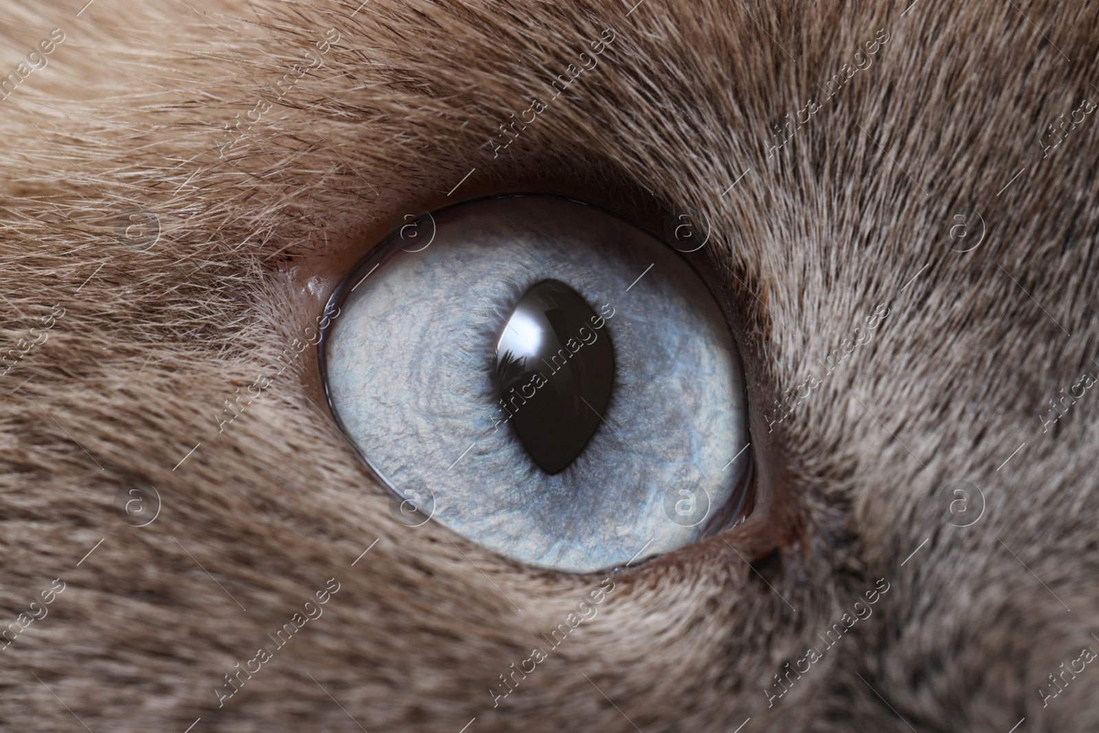 Macro photo of cat with beautiful eyes. Cute pet Photo of Macro photo of cat with beautiful eyes. Cute pet