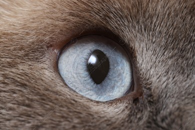 Macro photo of cat with beautiful eyes. Cute pet Photo of Macro photo of cat with beautiful eyes. Cute pet