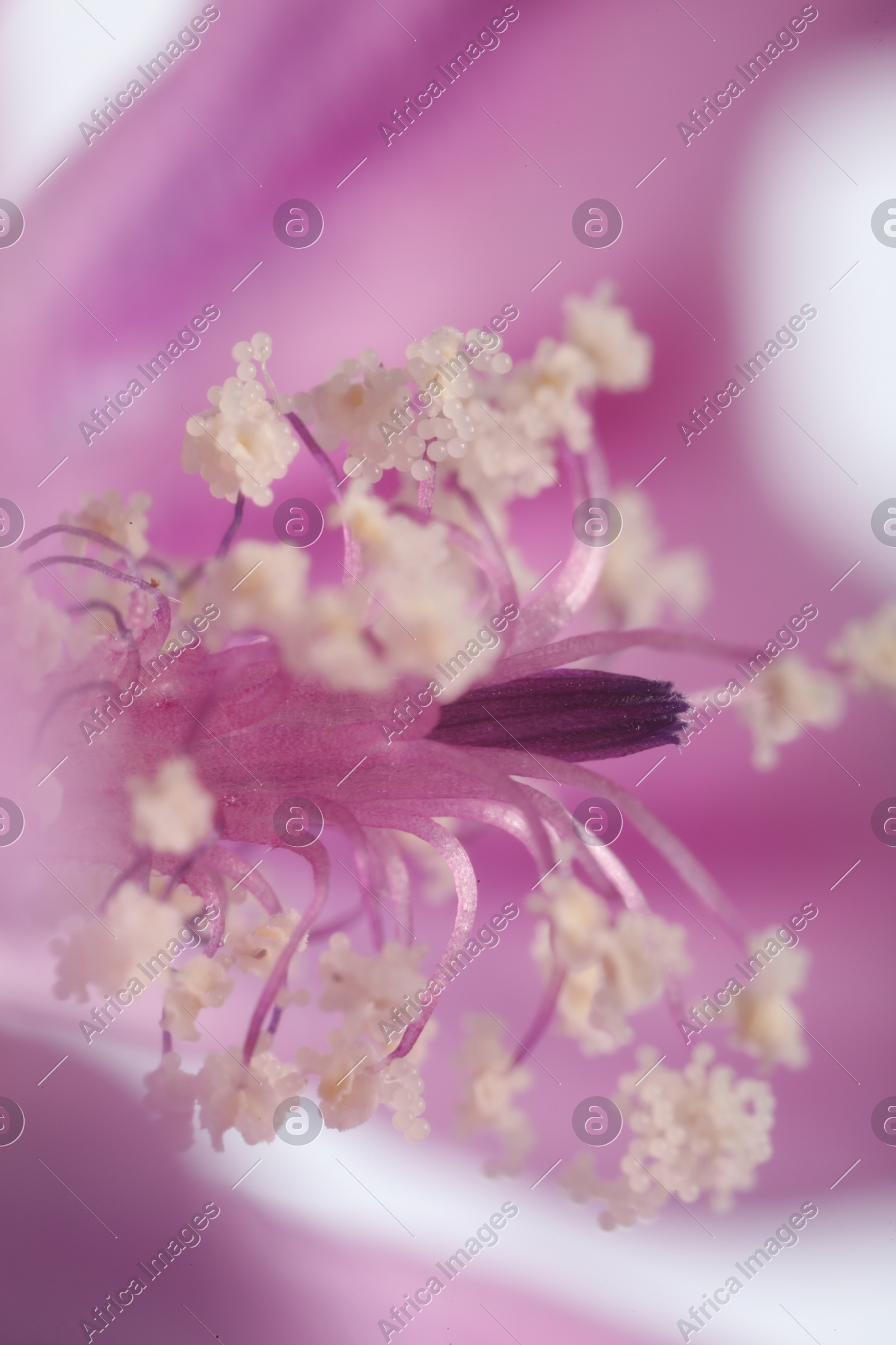 Beautiful violet Malva flower as background, macro view Photo of Beautiful violet Malva flower as background, macro view