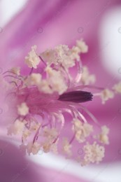 Beautiful violet Malva flower as background, macro view Photo of Beautiful violet Malva flower as background, macro view