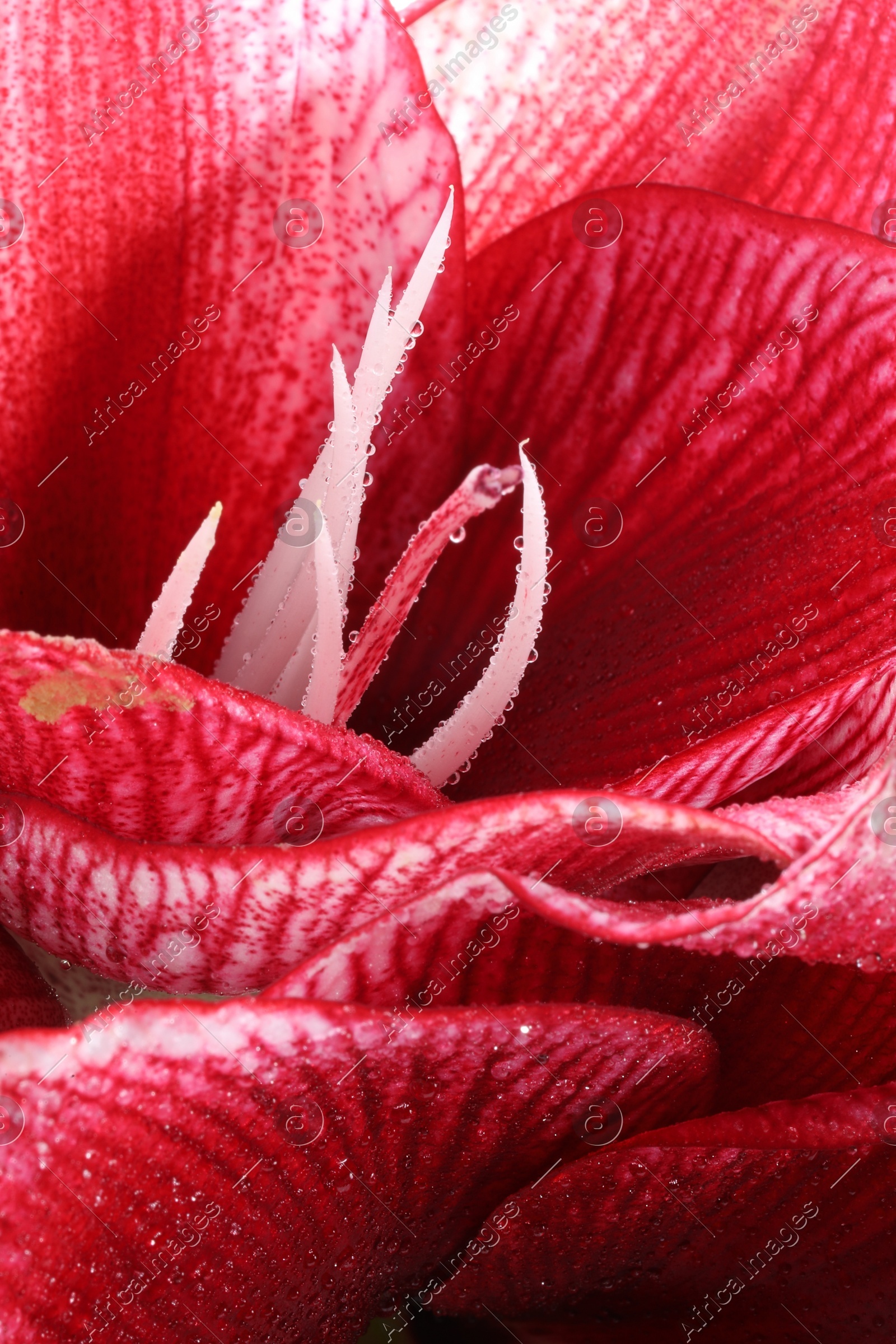 Beautiful red amaryllis flower with water drops as background, macro view Photo of Beautiful red amaryllis flower with water drops as background, macro view