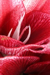 Beautiful red amaryllis flower with water drops as background, macro view Photo of Beautiful red amaryllis flower with water drops as background, macro view