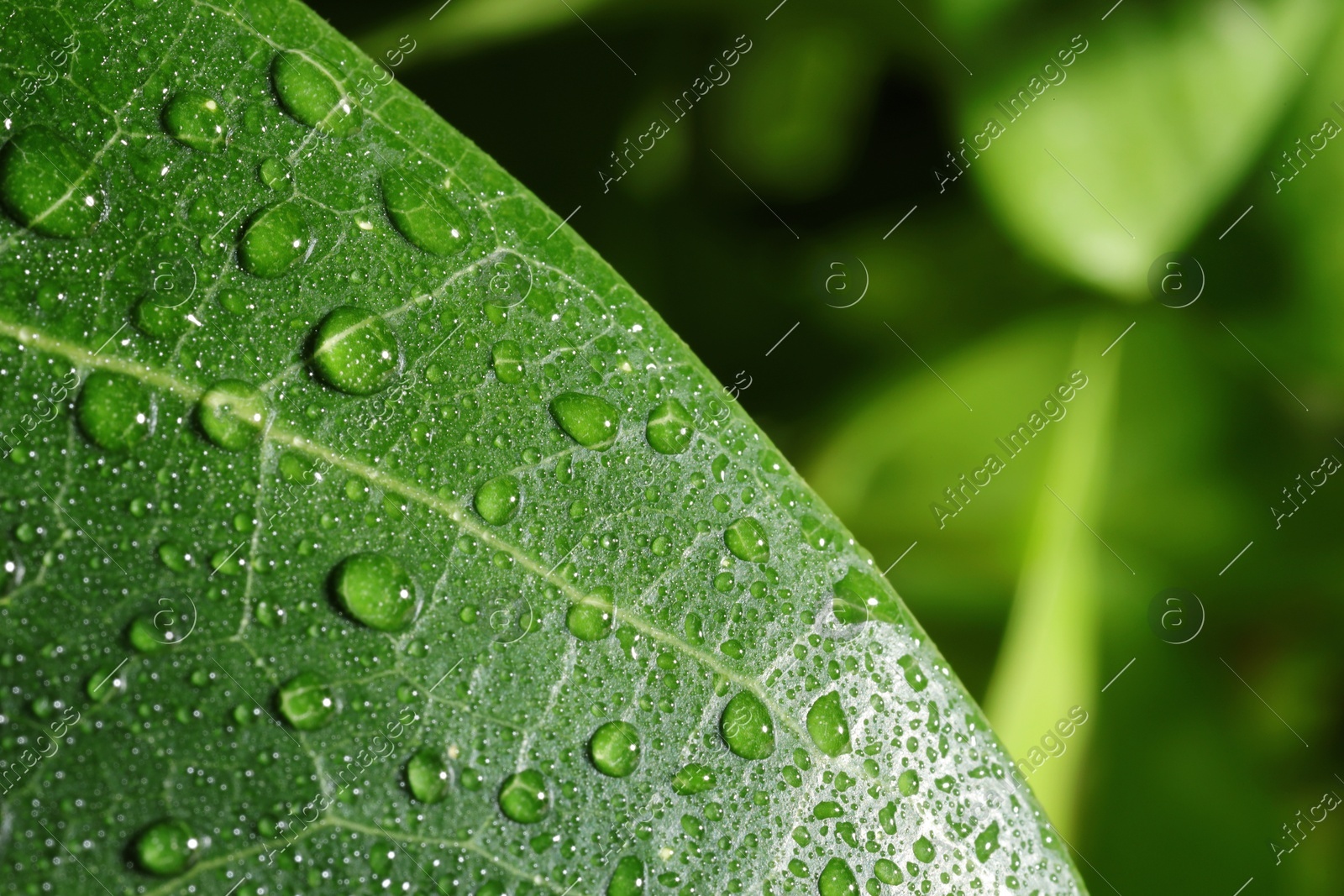 Macro photo of leaf with water drops on blurred green background. Space for text Photo of Macro photo of leaf with water drops on blurred green background. Space for text