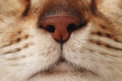 Adorable cat, macro photo of muzzle. Lovely pet Photo of Adorable cat, macro photo of muzzle. Lovely pet