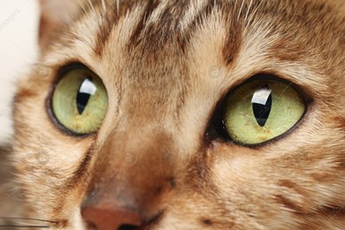 Macro photo of cat with beautiful eyes. Cute pet Photo of Macro photo of cat with beautiful eyes. Cute pet