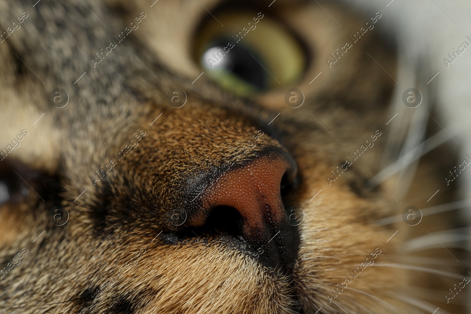 Macro photo of cat with beautiful eyes. Cute pet Photo of Macro photo of cat with beautiful eyes. Cute pet