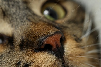 Macro photo of cat with beautiful eyes. Cute pet Photo of Macro photo of cat with beautiful eyes. Cute pet