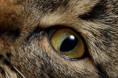 Macro photo of cat with beautiful eyes. Cute pet Photo of Macro photo of cat with beautiful eyes. Cute pet