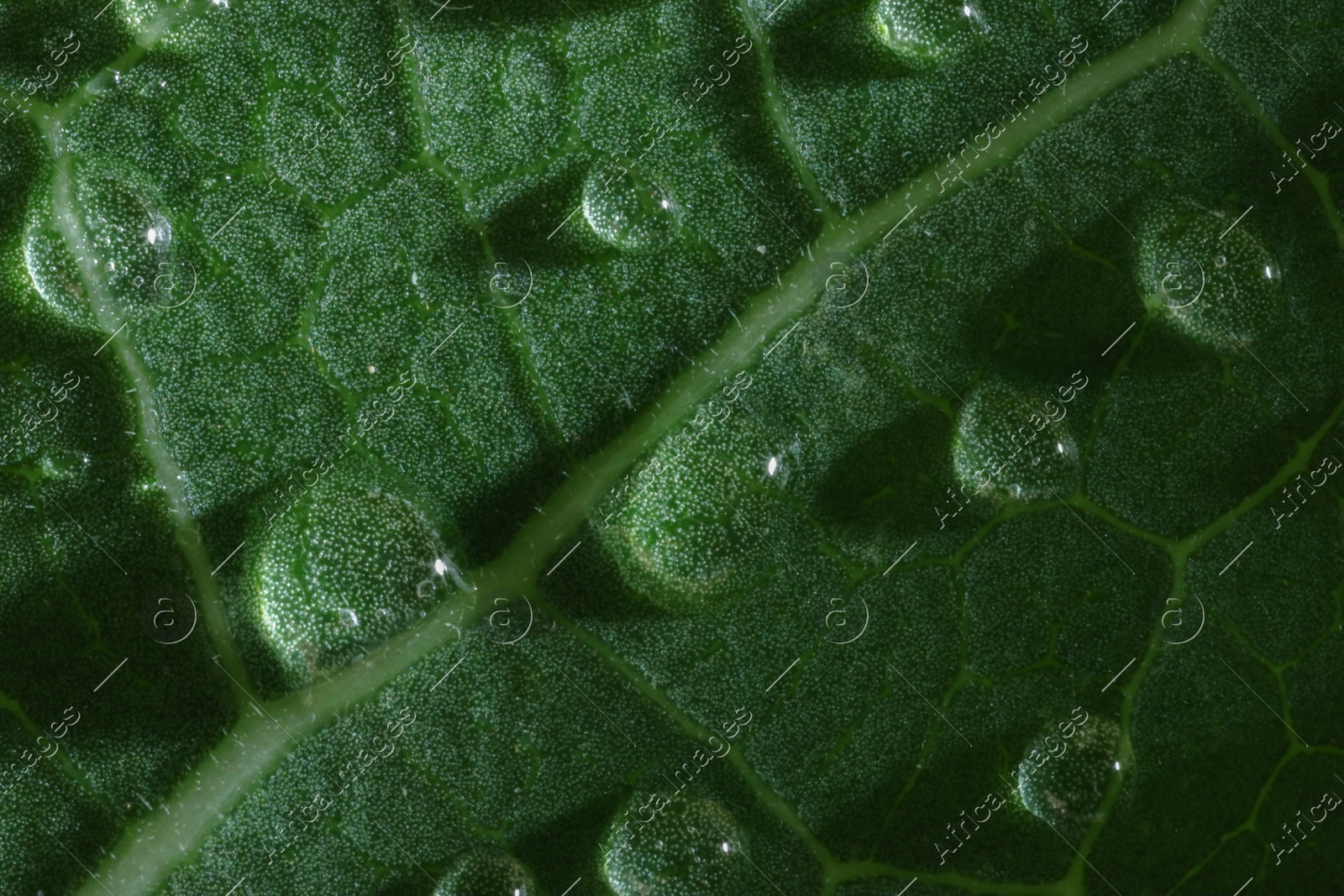 Macro photo of green leaf with water drops as background Photo of Macro photo of green leaf with water drops as background