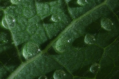 Macro photo of green leaf with water drops as background Photo of Macro photo of green leaf with water drops as background