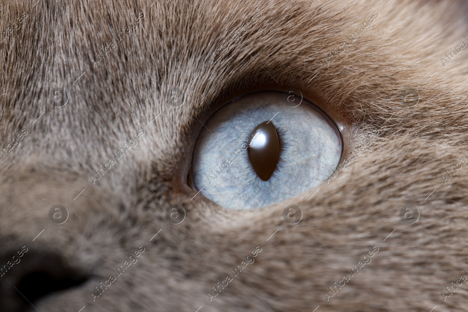 Macro photo of cat with beautiful eyes. Cute pet Photo of Macro photo of cat with beautiful eyes. Cute pet
