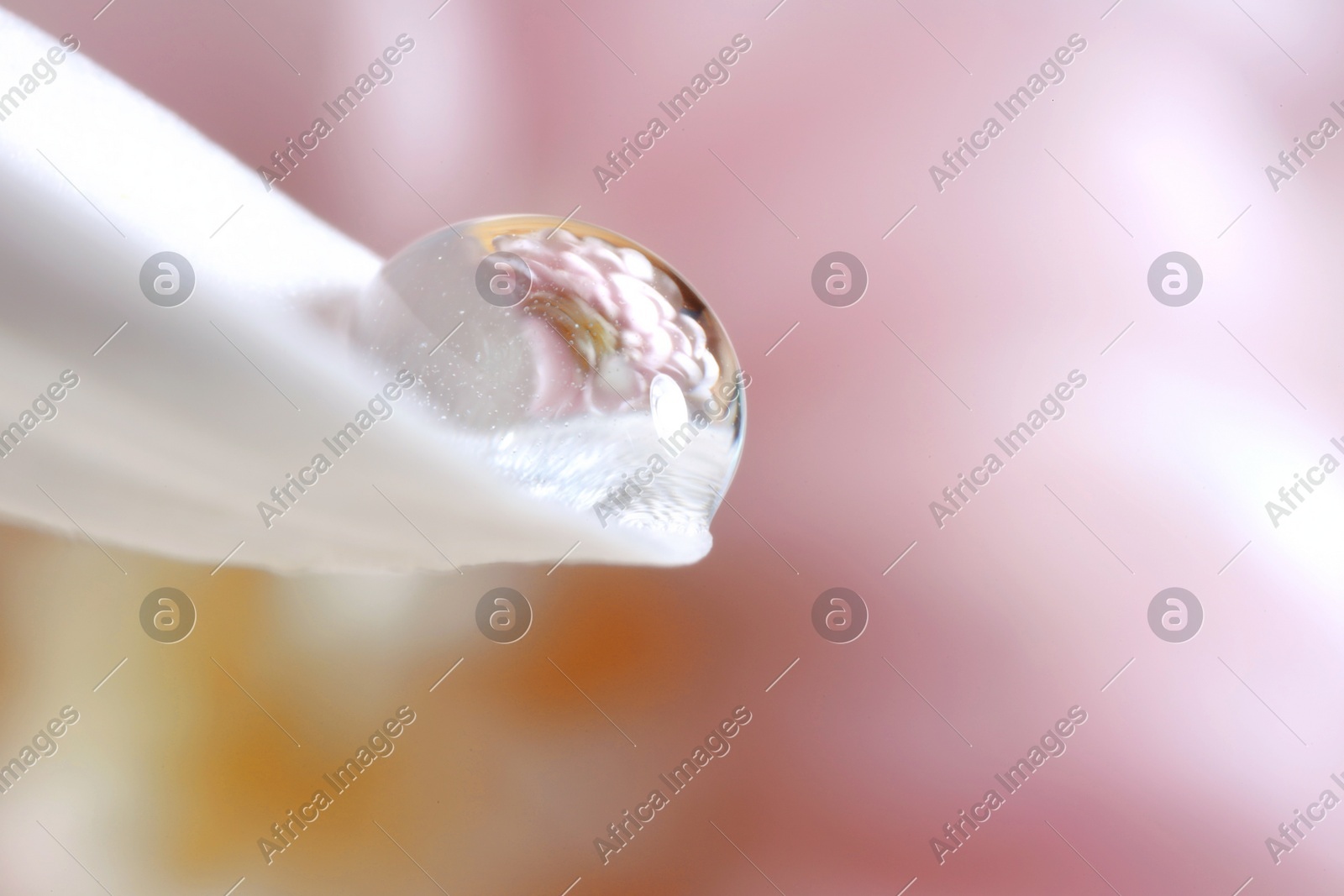 Macro photo of beautiful flower reflected in water drop on white petal against blurred pink background. Space for text Photo of Macro photo of beautiful flower reflected in water drop on white petal against blurred pink background. Space for text