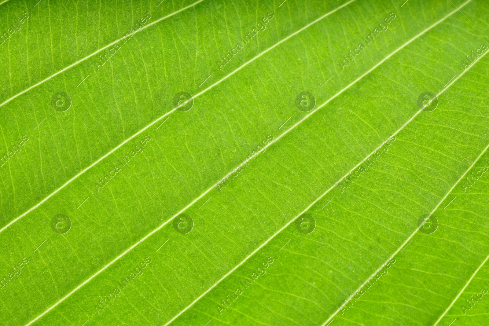 Macro photo of green leaf as background Photo of Macro photo of green leaf as background