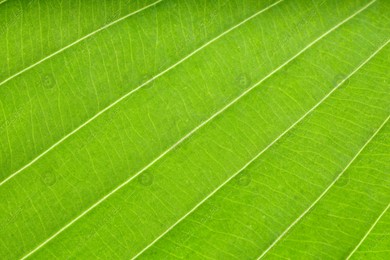 Macro photo of green leaf as background Photo of Macro photo of green leaf as background
