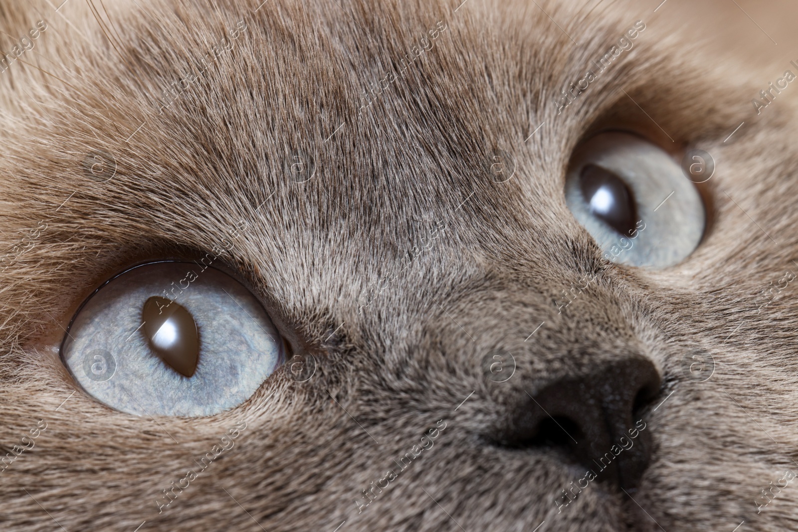 Macro photo of cat with beautiful eyes. Cute pet Photo of Macro photo of cat with beautiful eyes. Cute pet
