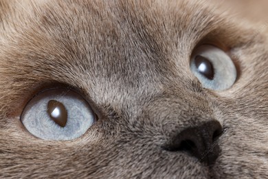 Macro photo of cat with beautiful eyes. Cute pet Photo of Macro photo of cat with beautiful eyes. Cute pet
