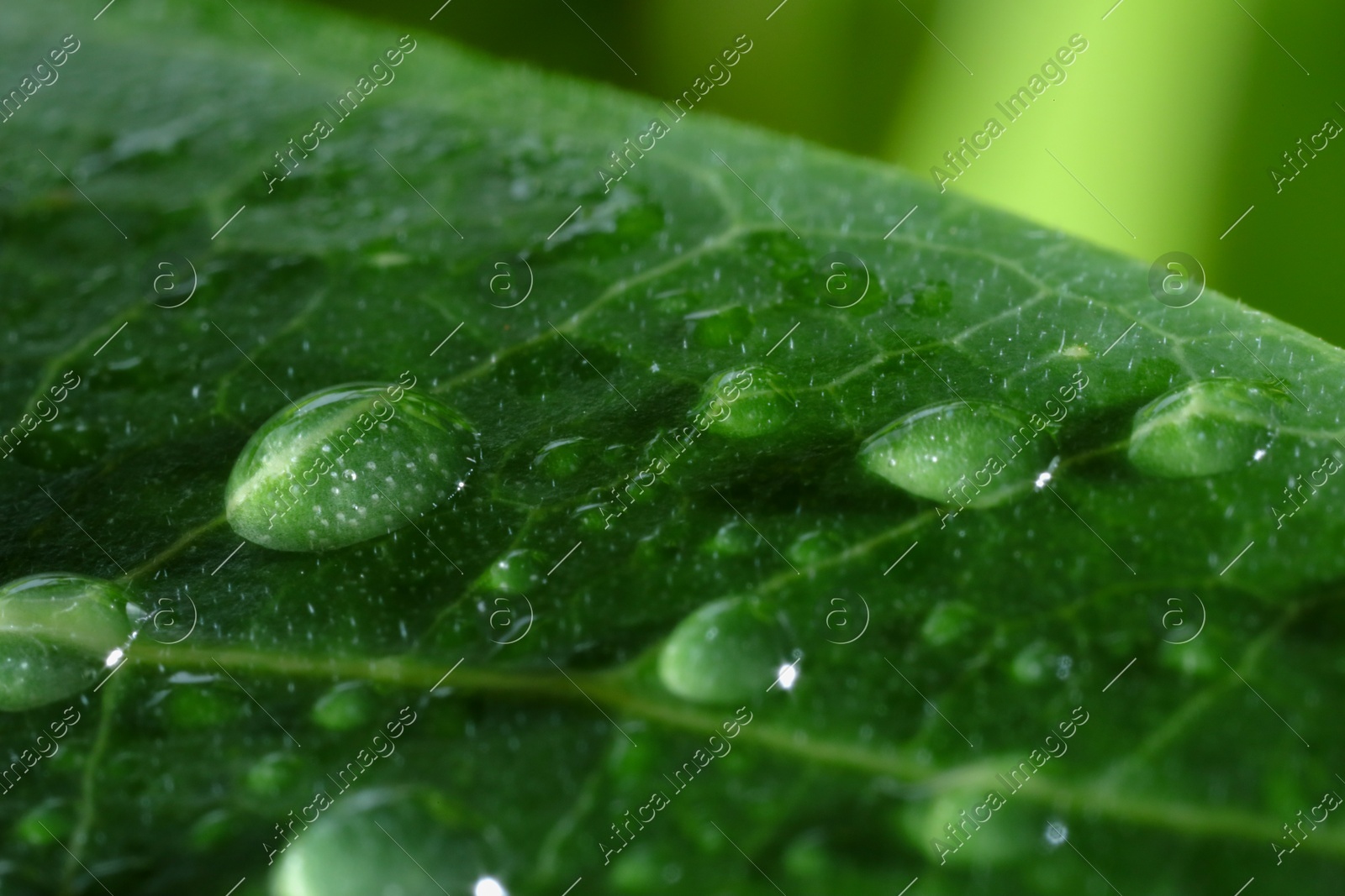 Macro photo of leaf with water drops on blurred green background Photo of Macro photo of leaf with water drops on blurred green background