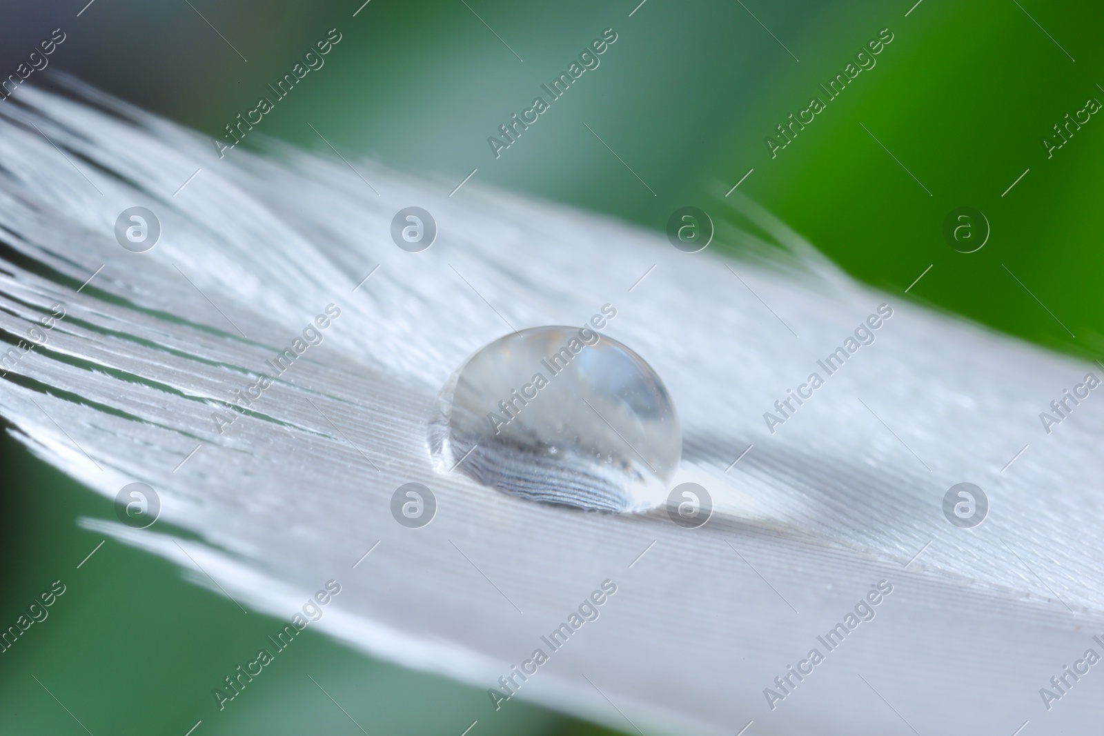 Macro photo of water drop on white feather against blurred background Photo of Macro photo of water drop on white feather against blurred background