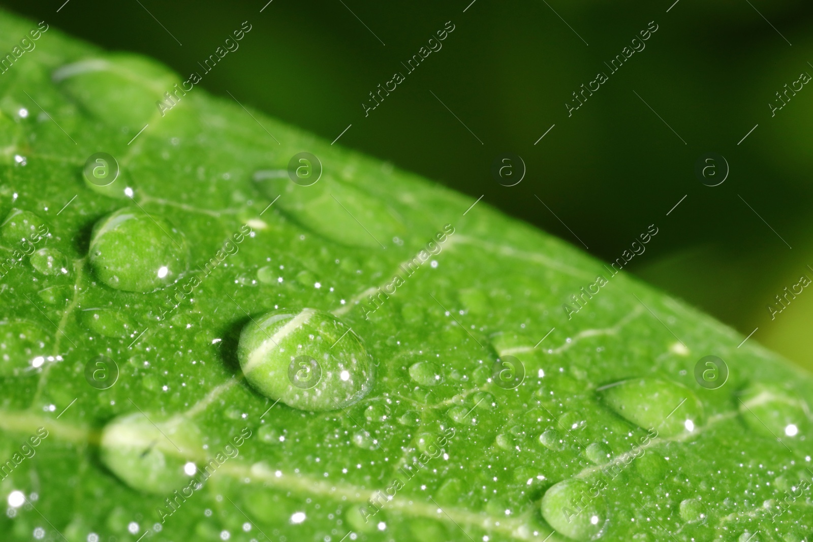 Macro photo of leaf with water drops on blurred green background Photo of Macro photo of leaf with water drops on blurred green background