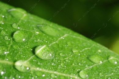 Macro photo of leaf with water drops on blurred green background Photo of Macro photo of leaf with water drops on blurred green background