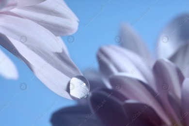 Macro photo of flower with water drop against light blue background Photo of Macro photo of flower with water drop against light blue background