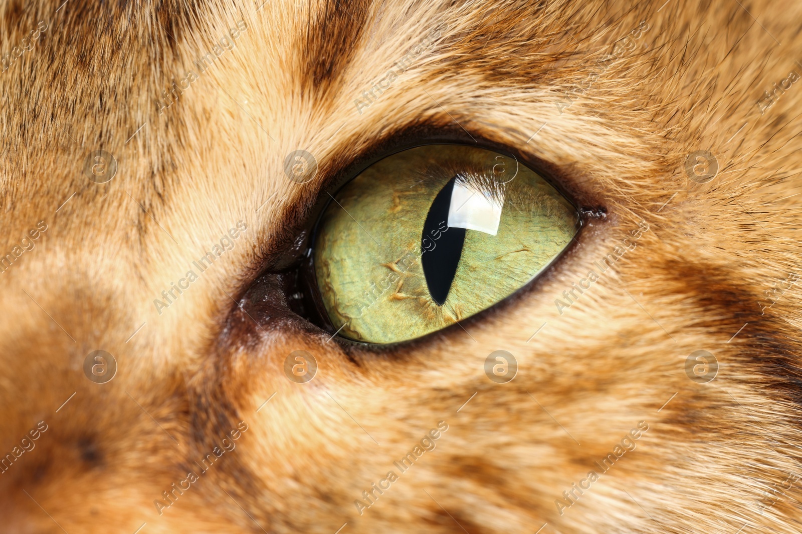 Macro photo of cat with beautiful eyes. Cute pet Photo of Macro photo of cat with beautiful eyes. Cute pet