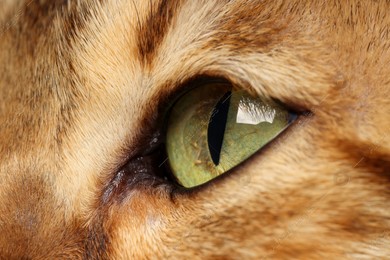 Macro photo of cat with beautiful eyes. Cute pet Photo of Macro photo of cat with beautiful eyes. Cute pet