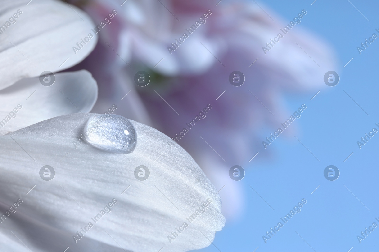 Macro photo of flower with water drop against light blue background Photo of Macro photo of flower with water drop against light blue background