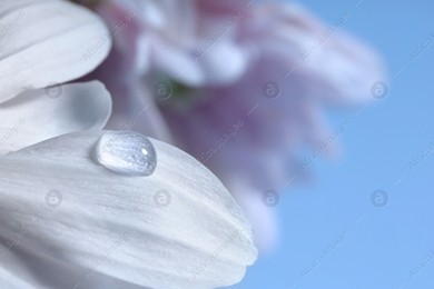 Macro photo of flower with water drop against light blue background Photo of Macro photo of flower with water drop against light blue background