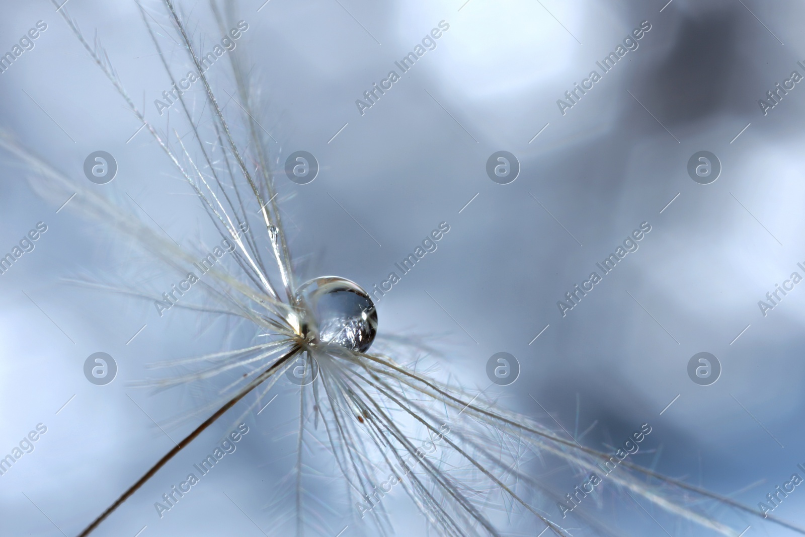 Seeds of dandelion flower with water drops on blurred background, macro photo Photo of Seeds of dandelion flower with water drops on blurred background, macro photo